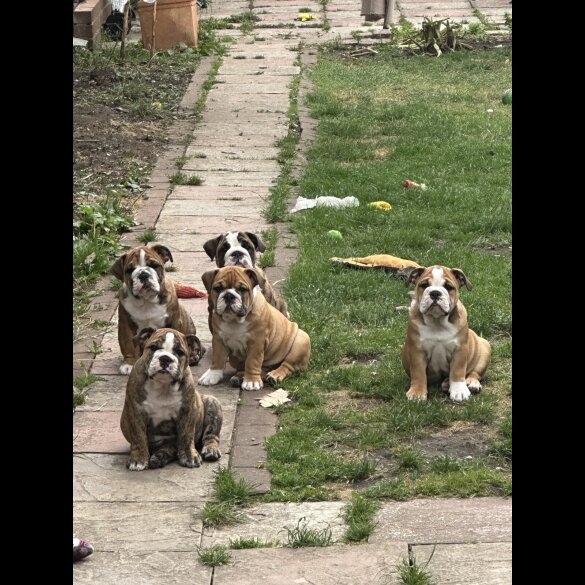 English Bulldog - Both