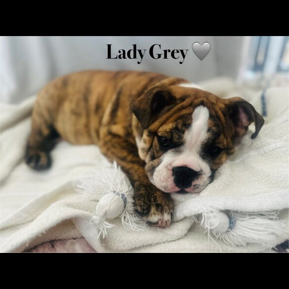 English Bulldog - Both