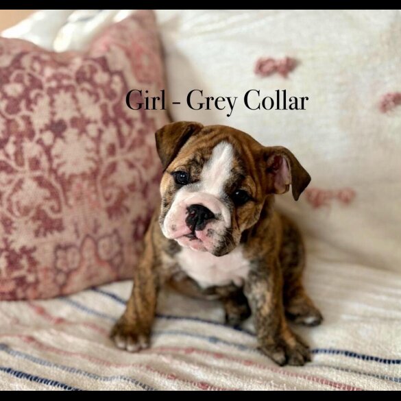 English Bulldog - Both