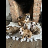 English Bulldog - Both