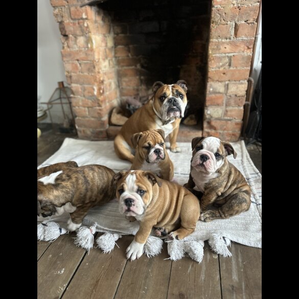 English Bulldog - Both