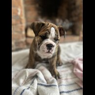 English Bulldog - Both