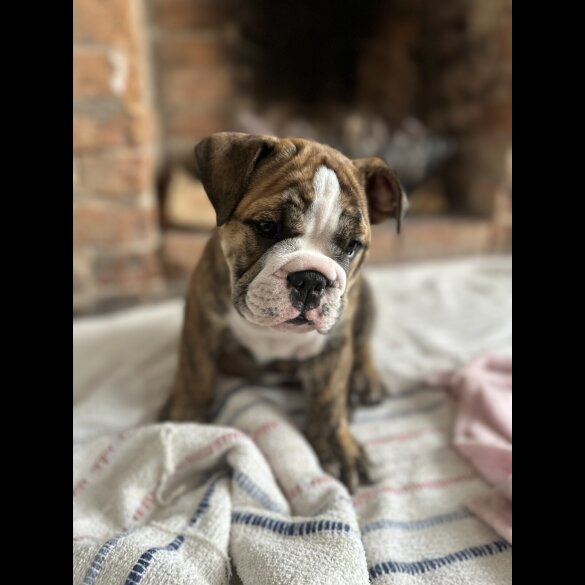 English Bulldog - Both