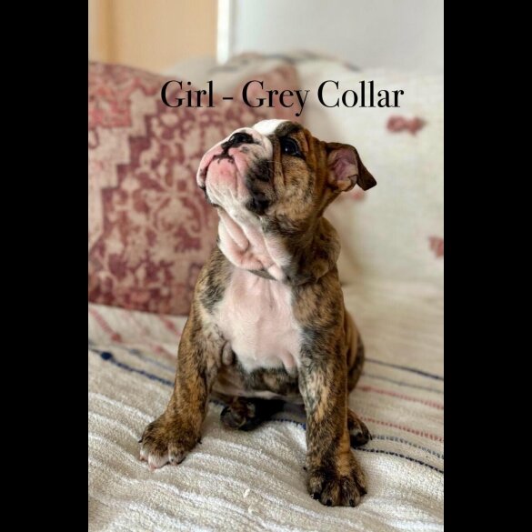English Bulldog - Both