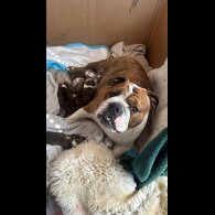 English Bulldog - Both