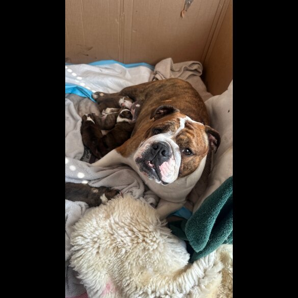 English Bulldog - Both