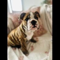 English Bulldog - Both