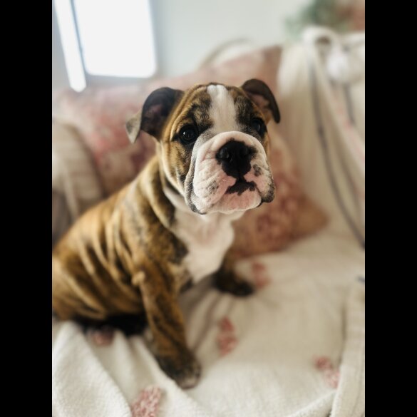 English Bulldog - Both