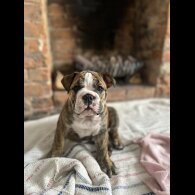English Bulldog - Both