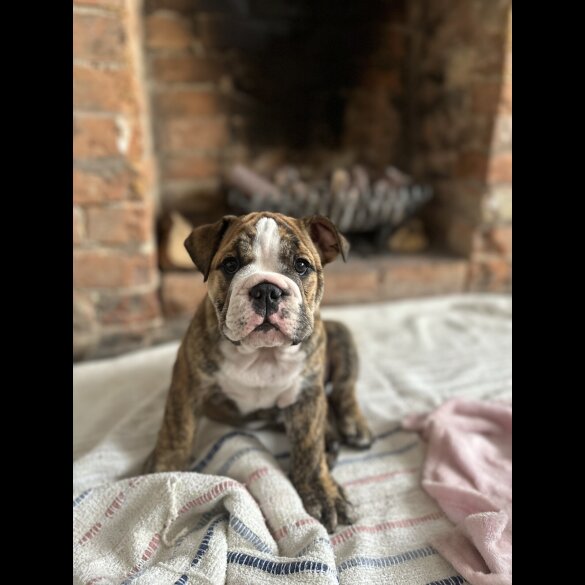 English Bulldog - Both
