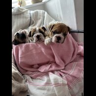 English Bulldog - Both