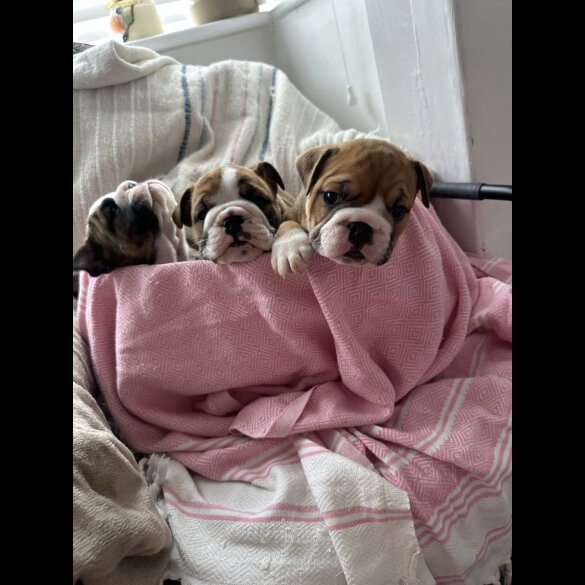 English Bulldog - Both