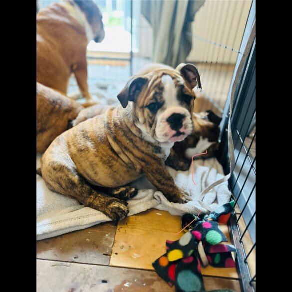 English Bulldog - Both