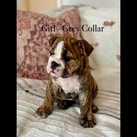 English Bulldog - Both
