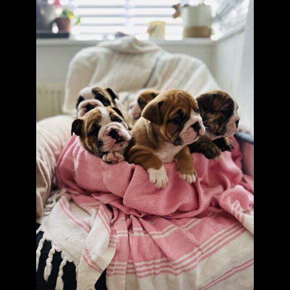 English Bulldog - Both