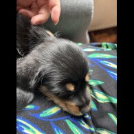Mixed Breed - Dogs