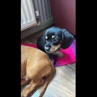 Mixed Breed - Dogs
