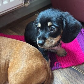 Mixed Breed - Dogs