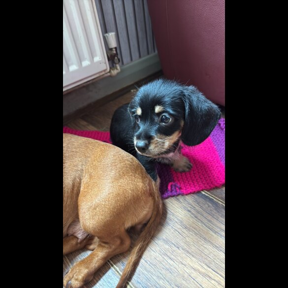 Mixed Breed - Dogs