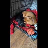 Mixed Breed - Dogs