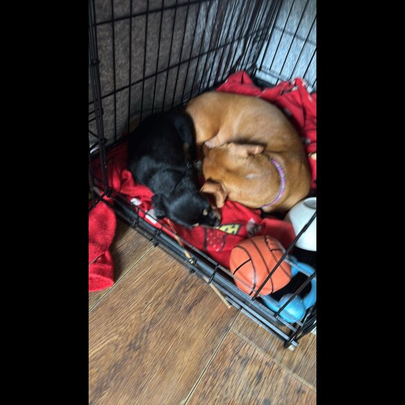 Mixed Breed - Dogs
