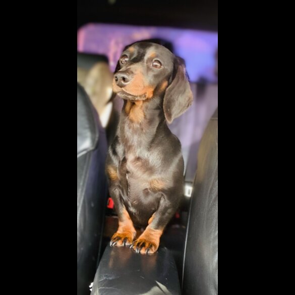 Dachshund (Standard &amp; Miniature) - Both