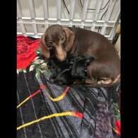 Dachshund (Standard &amp; Miniature) - Both