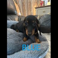 Dachshund (Standard &amp; Miniature) - Both