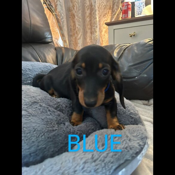 Dachshund (Standard &amp; Miniature) - Both
