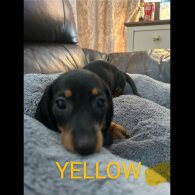 Dachshund (Standard &amp; Miniature) - Both
