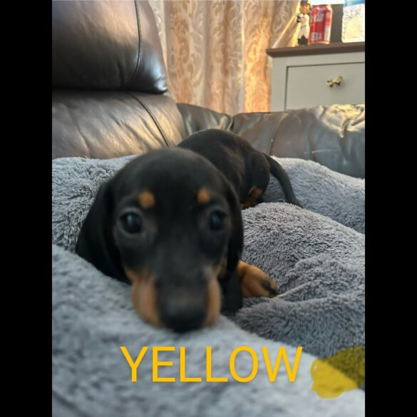 Dachshund (Standard &amp; Miniature) - Both