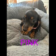 Dachshund (Standard &amp; Miniature) - Both