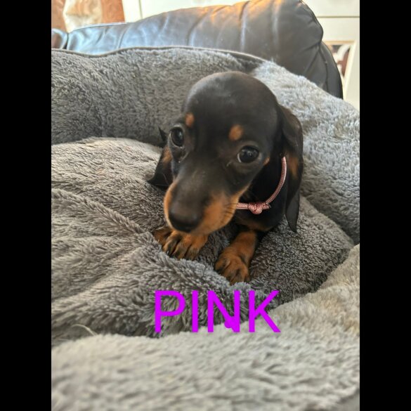 Dachshund (Standard &amp; Miniature) - Both