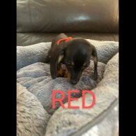 Dachshund (Standard &amp; Miniature) - Both