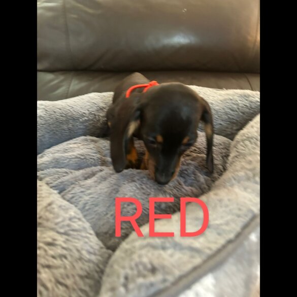 Dachshund (Standard &amp; Miniature) - Both