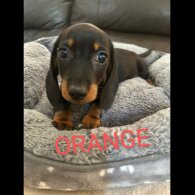Dachshund (Standard &amp; Miniature) - Both
