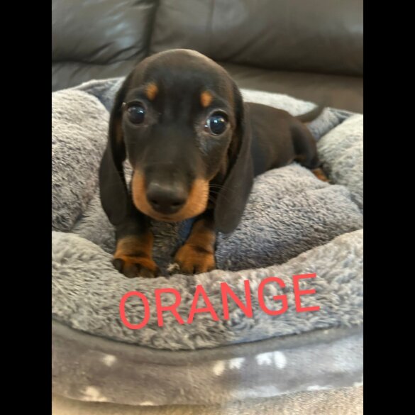 Dachshund (Standard &amp; Miniature) - Both