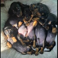 Dachshund (Standard &amp; Miniature) - Both