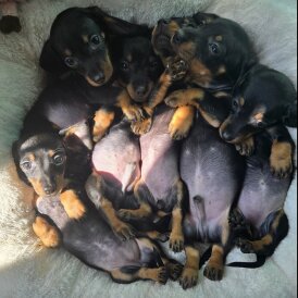 Dachshund (Standard &amp; Miniature) - Both