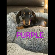 Dachshund (Standard &amp; Miniature) - Both