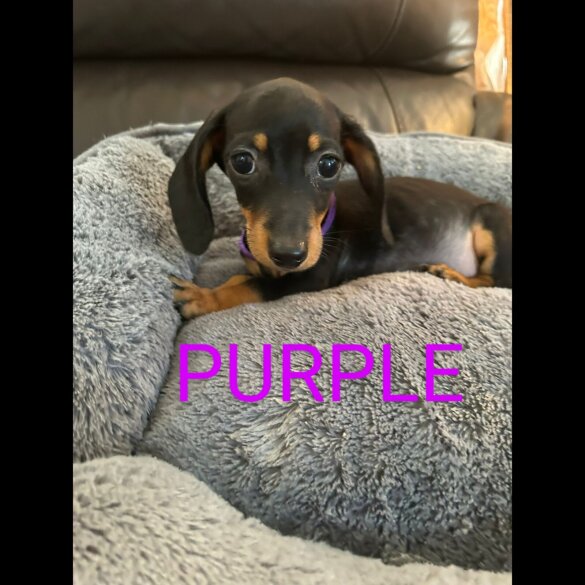 Dachshund (Standard &amp; Miniature) - Both