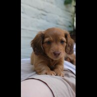 Dachshund (Standard &amp; Miniature) - Both