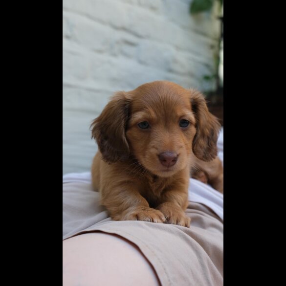 Dachshund (Standard &amp; Miniature) - Both