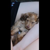 Dachshund (Standard &amp; Miniature) - Both