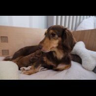 Dachshund (Standard &amp; Miniature) - Both
