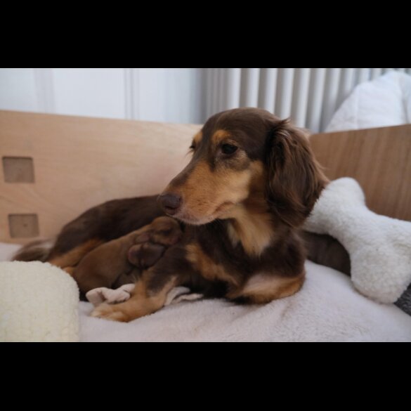 Dachshund (Standard &amp; Miniature) - Both
