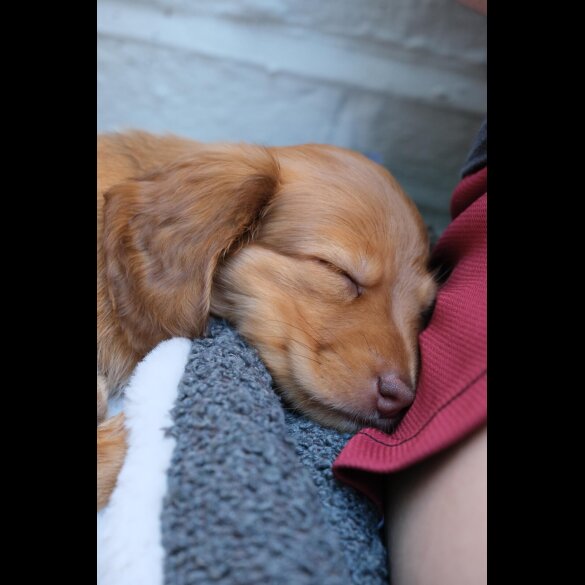 Dachshund (Standard &amp; Miniature) - Both