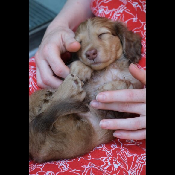 Dachshund (Standard &amp; Miniature) - Both