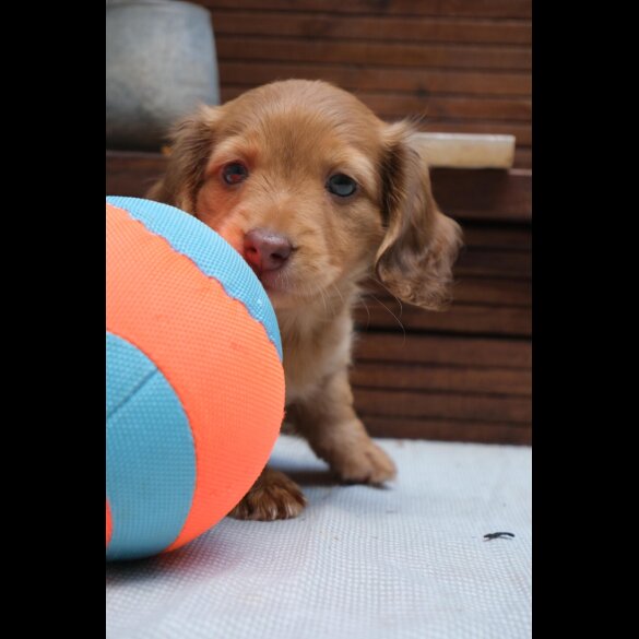 Dachshund (Standard &amp; Miniature) - Both