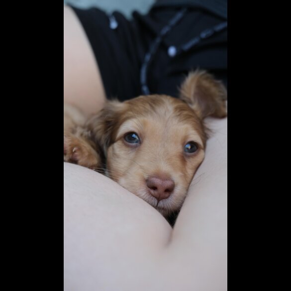 Dachshund (Standard &amp; Miniature) - Both